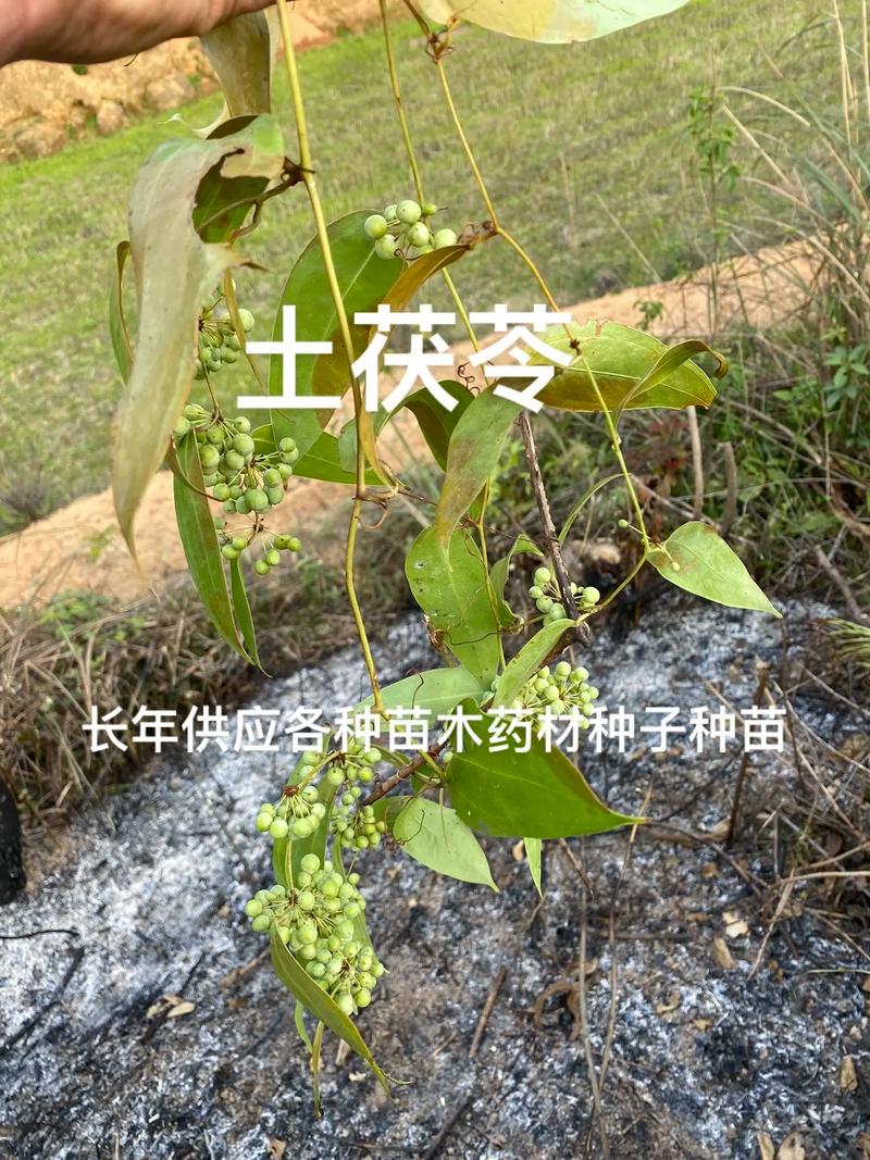 长年供应苗木药材种子种苗 开启农业种植致富的金钥匙