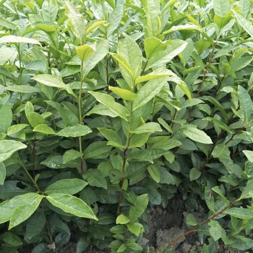 福建六安瓜片种植主产区批发与苗木种植指南