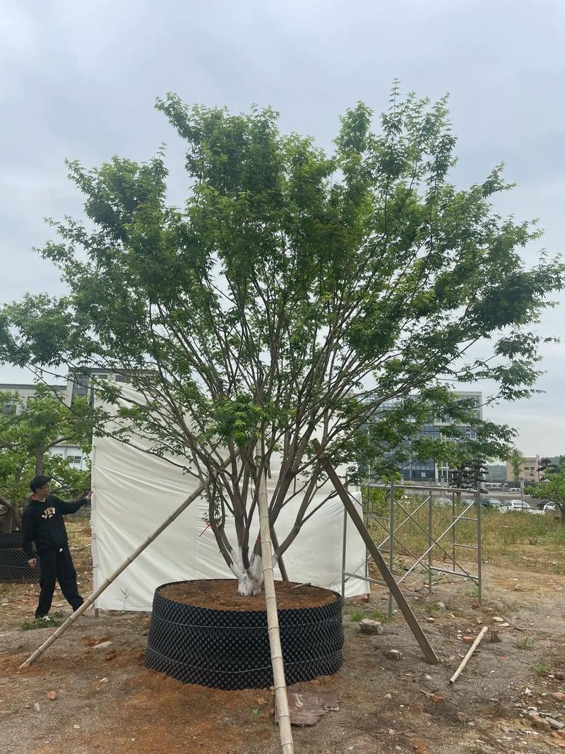 夏季容器苗精品房产用苗首选耀梅家，我在这里等你