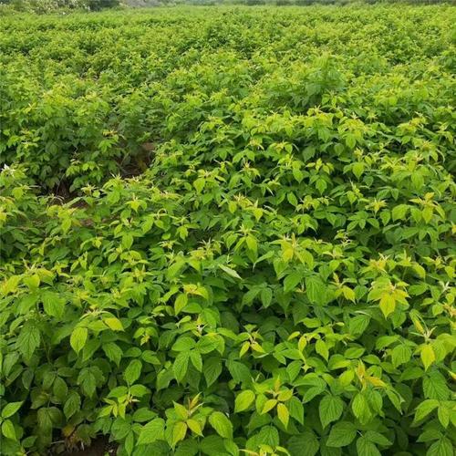 优质五味子苗批发指南 从苗木种植基地到您的药园
