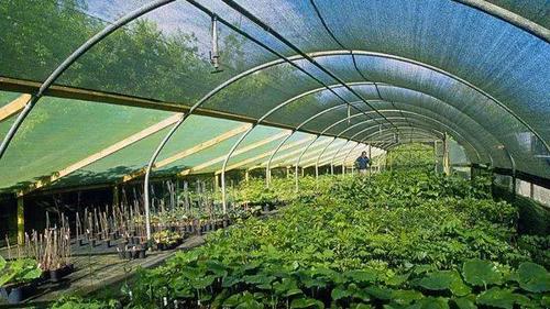 别让你的补贴溜走！2024年苗木种植补贴一网打尽！