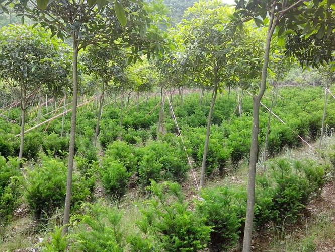 北川羌族自治县夏禹林苗木种植专业合作社 绿色产业铺就乡村振兴路