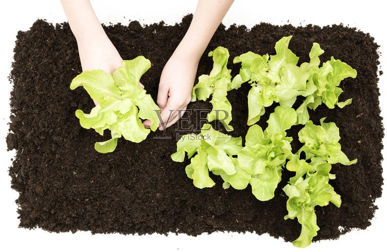 种植树苗 从按下快门到扎根大地的影像叙事