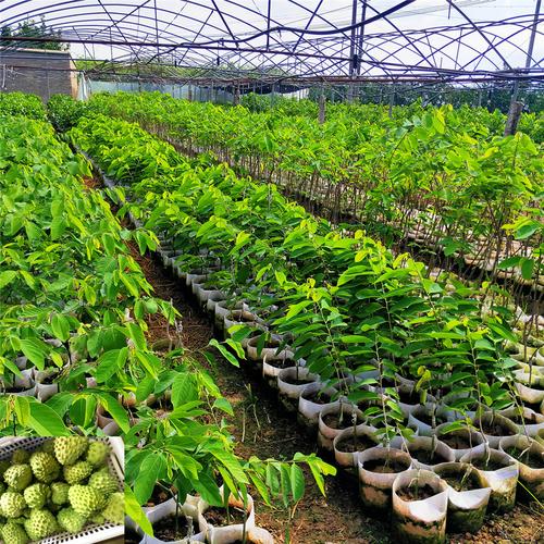 释迦果苗批发与盆栽种植全指南 从选购到丰收