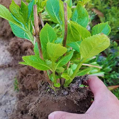 八仙花苗圃种植全攻略 实拍图片与批发价格参考