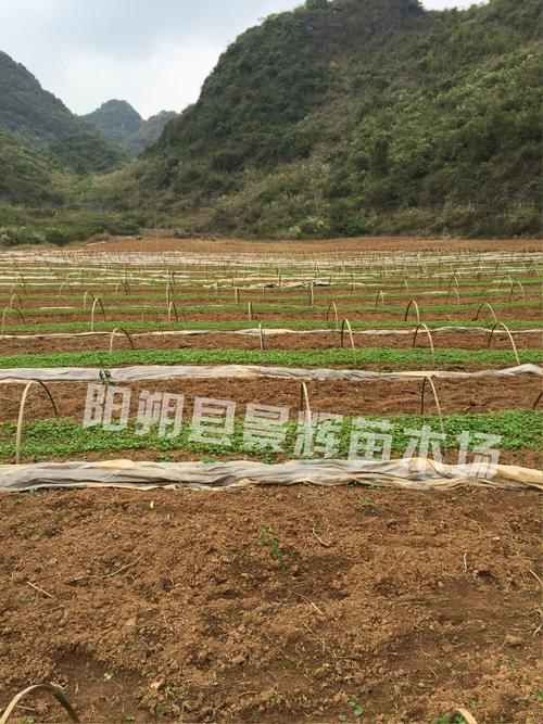 广西柠檬树苗景辉苗木场 一年柠檬苗优质种植指南