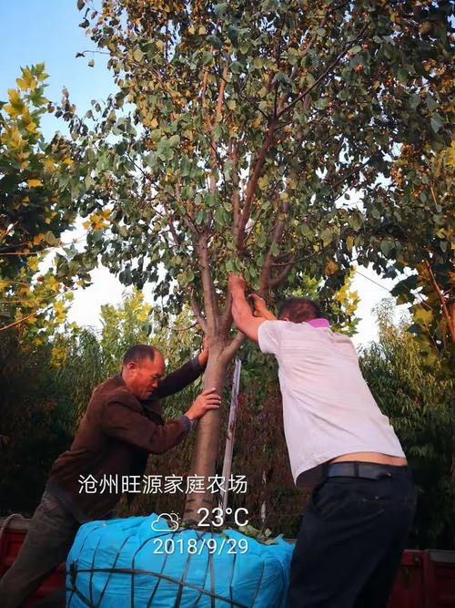 旺源农场苗木基地一国庆献礼篇