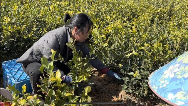 3月初,正值油茶苗木出圃的黄金时节