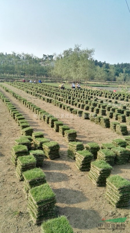 郴州市苏仙区景源苗木种植基地